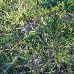 Eleusine tristachya (Goose Grass, Crab Grass, American Crows-Foot Grass) at Tuggeranong DC, ACT - 4 May 2020 by Mike