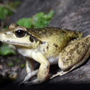 Litoria lesueuri at Cotter River, ACT - 25 Mar 2020