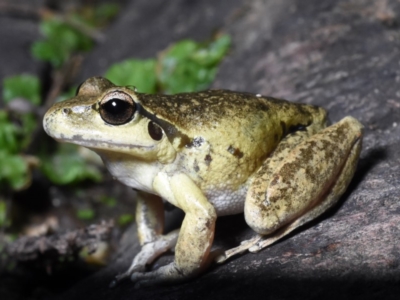 Litoria lesueuri (Lesueur's Tree-frog) at Cotter River, ACT - 25 Mar 2020 by BrianLR