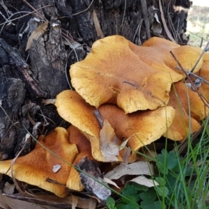 Gymnopilus junonius at Hackett, ACT - 5 May 2020