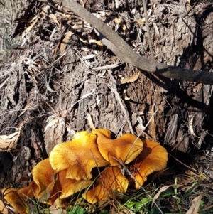 Gymnopilus junonius at Hackett, ACT - 5 May 2020