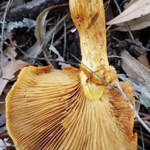 Gymnopilus junonius at Hackett, ACT - 5 May 2020