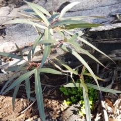 Brachychiton populneus subsp. populneus (Kurrajong) at Hackett, ACT - 5 May 2020 by tpreston