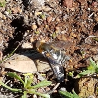 Villa sp. (genus) (Unidentified Villa bee fly) at Hackett, ACT - 5 May 2020 by trevorpreston