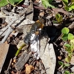 Villa sp. (genus) at Hackett, ACT - 5 May 2020