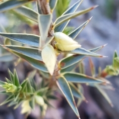 Melichrus urceolatus at Hackett, ACT - 5 May 2020