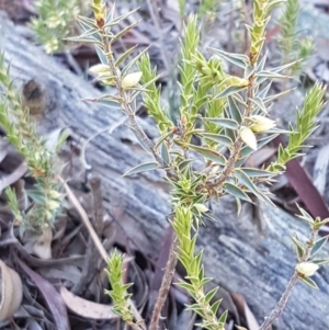 Melichrus urceolatus at Hackett, ACT - 5 May 2020