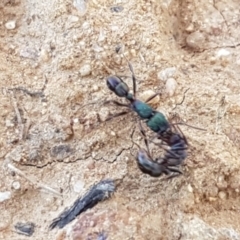 Rhytidoponera metallica (Greenhead ant) at Mount Majura - 5 May 2020 by trevorpreston