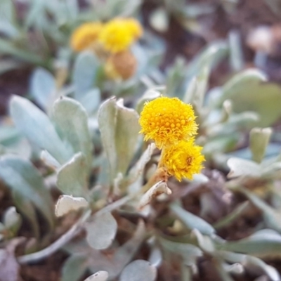 Chrysocephalum apiculatum (Common Everlasting) at Hackett, ACT - 5 May 2020 by tpreston