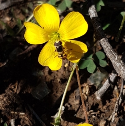 Oxalis sp. (Wood Sorrel) at Hackett, ACT - 5 May 2020 by tpreston