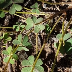 Oxalis sp. at Hackett, ACT - 5 May 2020