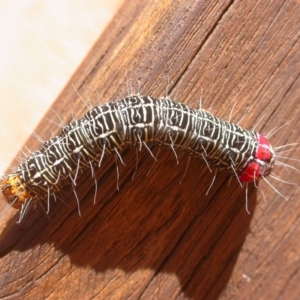 Phalaenoides glycinae at Hackett, ACT - 3 May 2020