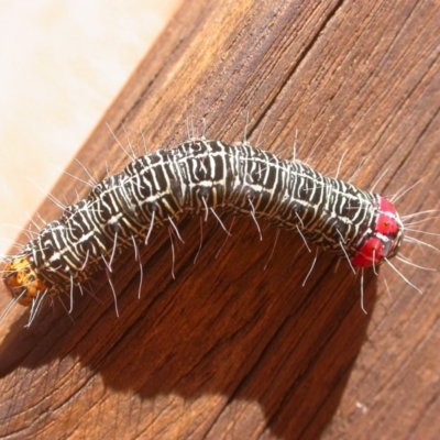 Phalaenoides glycinae (Grapevine Moth) at Hackett, ACT - 3 May 2020 by waltraud