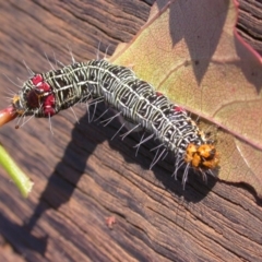 Phalaenoides glycinae at Hackett, ACT - 3 May 2020