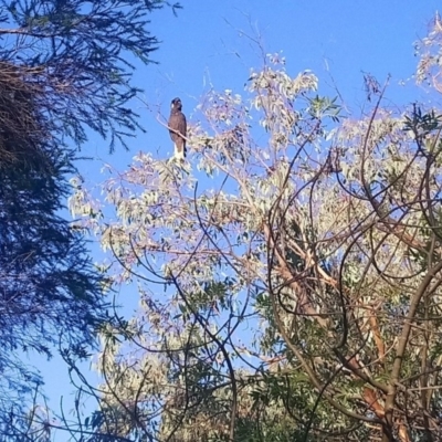 Zanda funerea (Yellow-tailed Black-Cockatoo) at Kambah, ACT - 4 May 2020 by RosemaryRoth