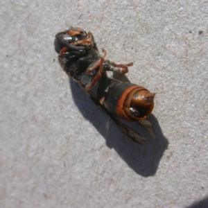 Eumeninae (subfamily) at Hackett, ACT - 3 May 2020