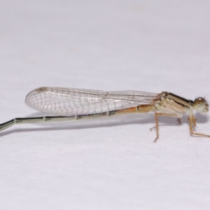 Xanthagrion erythroneurum at Evatt, ACT - 20 Nov 2016 06:02 AM