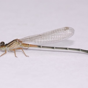 Xanthagrion erythroneurum at Evatt, ACT - 20 Nov 2016