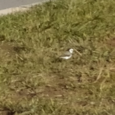 Epthianura albifrons (White-fronted Chat) at Coombs, ACT - 5 May 2020 by Hutch68