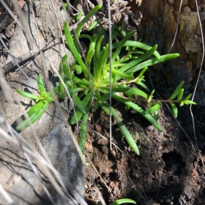 Calandrinia sp. (A Purslane) at Ginninderry Conservation Corridor - 4 May 2020 by JasonC