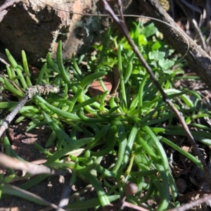 Calandrinia sp. at Ginninderra Falls - 5 May 2020