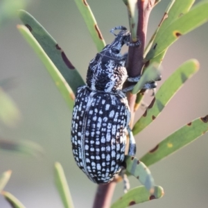 Chrysolopus spectabilis at Michelago, NSW - 4 May 2020