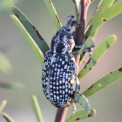 Chrysolopus spectabilis (Botany Bay Weevil) at Michelago, NSW - 4 May 2020 by Illilanga