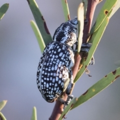 Chrysolopus spectabilis at Michelago, NSW - 4 May 2020