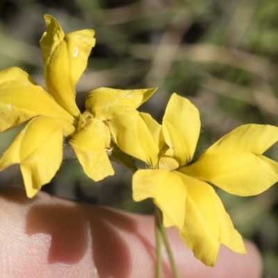 Goodenia pinnatifida (Scrambled Eggs) at Michelago, NSW - 24 Apr 2020 by Illilanga