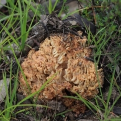 Ramaria sp. (A Coral fungus) at Mount Painter - 28 Apr 2020 by Tammy
