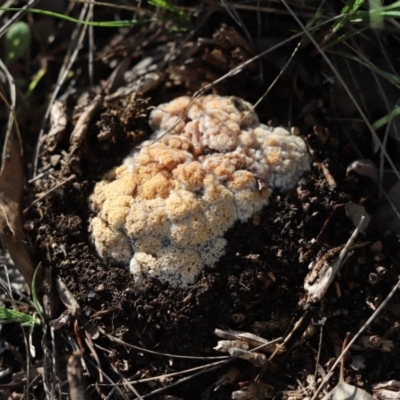 Unidentified Convoluted to brain-like [Brain jelly & look-alikes]  at Mount Painter - 2 May 2020 by Tammy