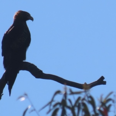 Aquila audax (Wedge-tailed Eagle) at Garran, ACT - 5 May 2020 by roymcd
