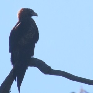 Aquila audax at Garran, ACT - 5 May 2020 02:59 PM