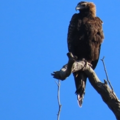 Aquila audax at Garran, ACT - 5 May 2020 02:59 PM