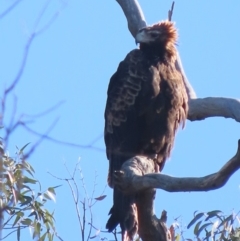 Aquila audax at Garran, ACT - 5 May 2020 02:59 PM