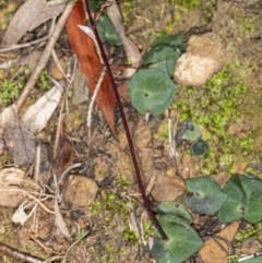 Acianthus exsertus (Large Mosquito Orchid) at Acton, ACT - 4 May 2020 by DerekC