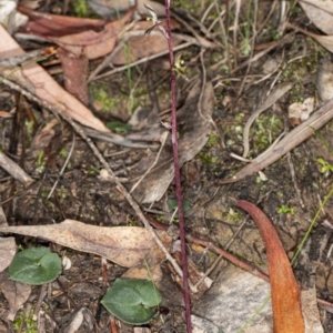 Acianthus exsertus at Acton, ACT - suppressed