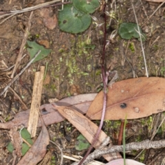 Acianthus exsertus at Acton, ACT - suppressed