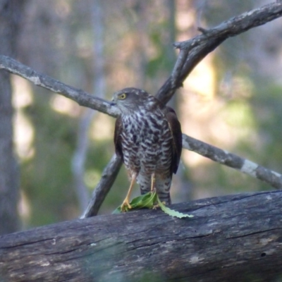 Accipiter cirrocephalus (Collared Sparrowhawk) at Black Range, NSW - 5 May 2020 by MatthewHiggins