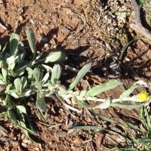 Chrysocephalum apiculatum at Majura, ACT - 3 May 2020 02:30 PM