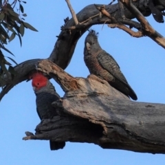 Callocephalon fimbriatum (Gang-gang Cockatoo) at GG229 - 4 May 2020 by JackyF