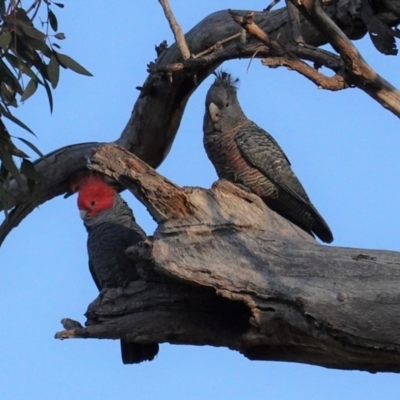 Callocephalon fimbriatum (Gang-gang Cockatoo) at Hughes, ACT - 4 May 2020 by JackyF