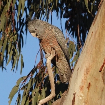 Callocephalon fimbriatum (Gang-gang Cockatoo) at Deakin, ACT - 4 May 2020 by JackyF