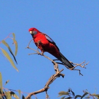 Platycercus elegans (Crimson Rosella) at GG38 - 4 May 2020 by JackyF