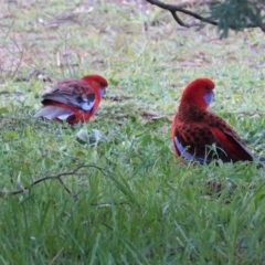 Platycercus elegans at Deakin, ACT - 4 May 2020