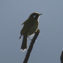 Nesoptilotis leucotis (White-eared Honeyeater) at Griffith, ACT - 2 May 2020 by RobParnell