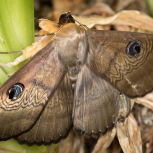 Dasypodia selenophora at Dunlop, ACT - 22 Jan 2017