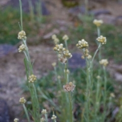 Pseudognaphalium luteoalbum (Jersey Cudweed) at Deakin, ACT - 4 May 2020 by JackyF