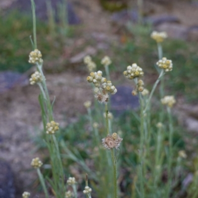 Pseudognaphalium luteoalbum (Jersey Cudweed) at Deakin, ACT - 4 May 2020 by JackyF