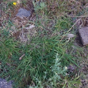 Pseudognaphalium luteoalbum at Deakin, ACT - 4 May 2020